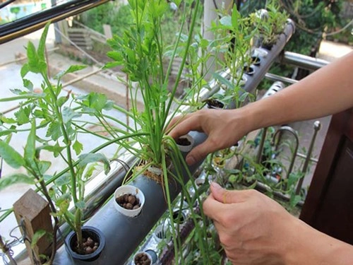 An toàn năng suất cao khi trồng rau thuỷ canh