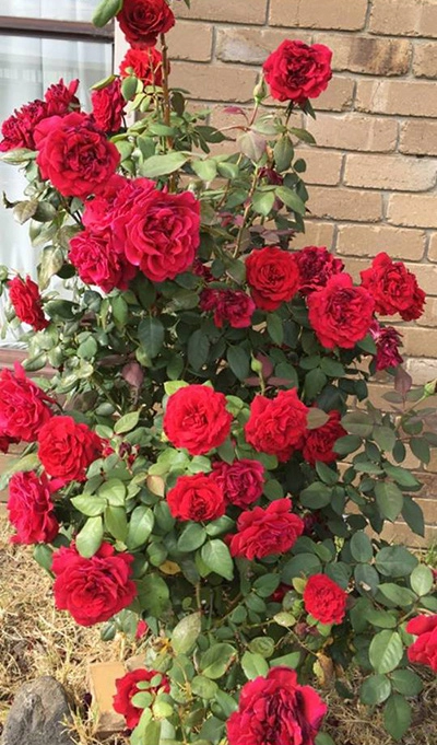 Hình ảnh hoa hồng trăm bông và giàn nho trĩu quả