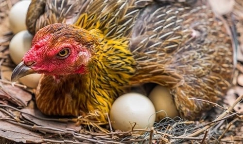5 giây biết ngay trứng hỏng hay trứng tươi mới