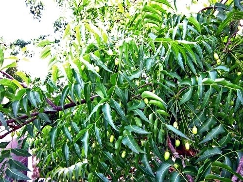 6 loại cây và hoa quen thuộc lỡ nếm nhầm là phải nhập viện ngay