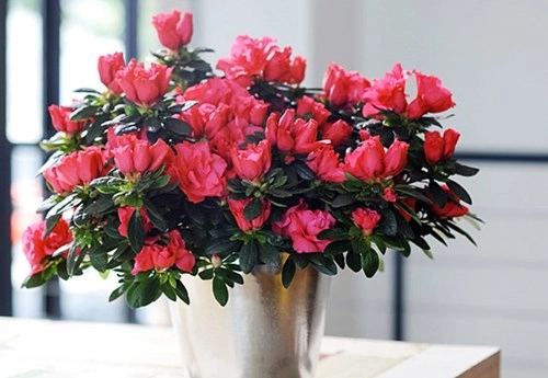 6 loại cây và hoa quen thuộc lỡ nếm nhầm là phải nhập viện ngay