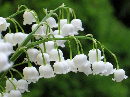 6 loại cây và hoa quen thuộc lỡ nếm nhầm là phải nhập viện ngay