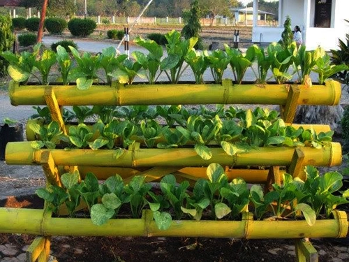 Những vườn rau bát ngát xanh trồng trong ống tre