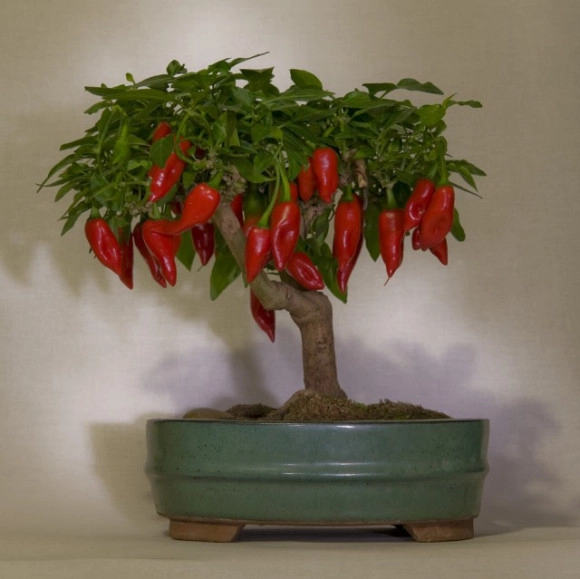 Biến tấu bonsai trồng từ rau củ quả ngon hết xảy
