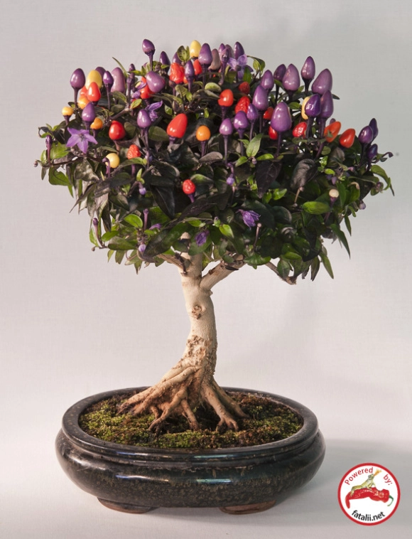 Biến tấu bonsai trồng từ rau củ quả ngon hết xảy