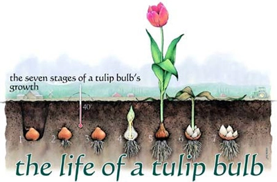 Chị em công sở rộn ràng mua củ giống tulip tiên ông