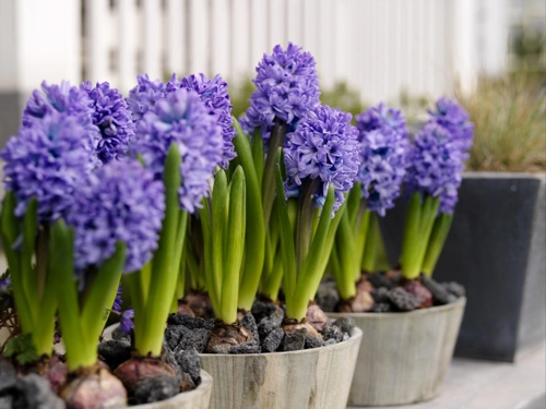 Chị em công sở rộn ràng mua củ giống tulip tiên ông