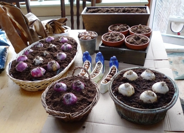 Chị em công sở rộn ràng mua củ giống tulip tiên ông