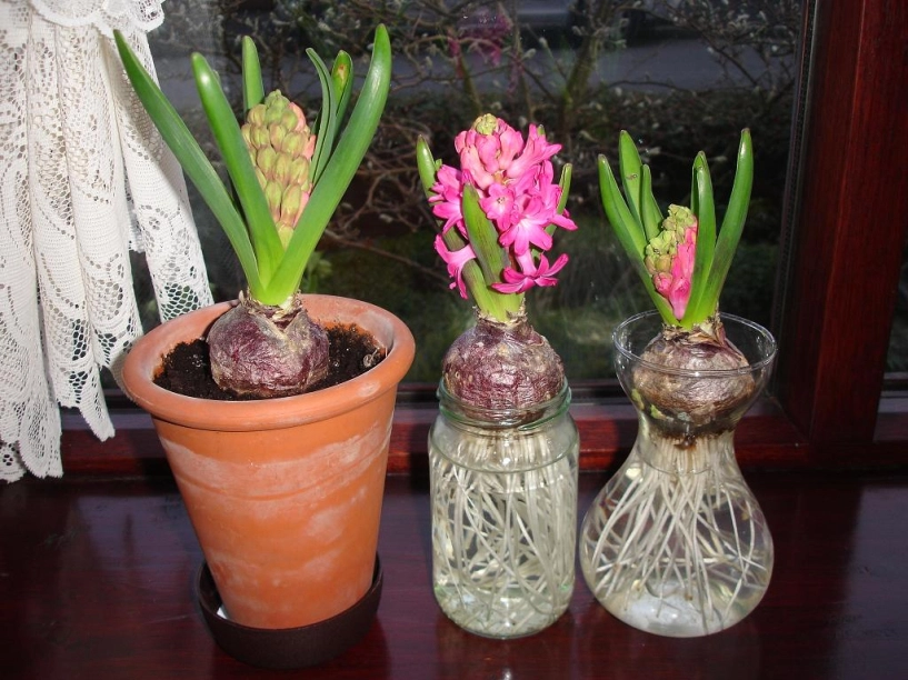 Chị em công sở rộn ràng mua củ giống tulip tiên ông