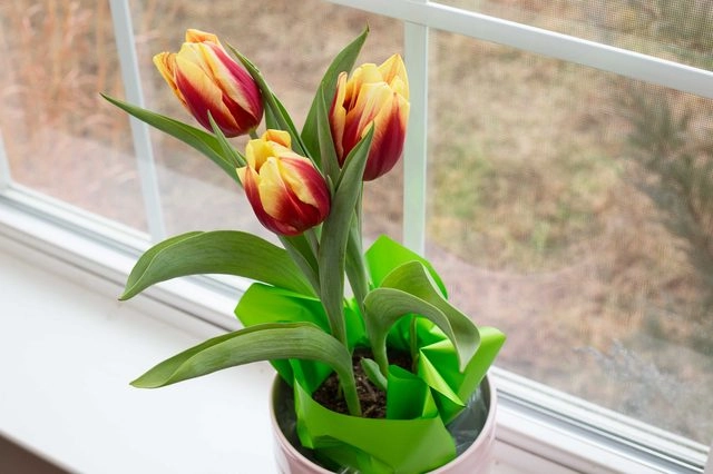 Chị em công sở rộn ràng mua củ giống tulip tiên ông