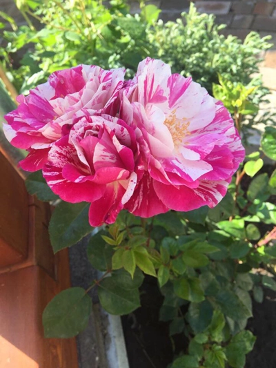 Cây hồng oằn mình vì hoa của chủ nhà việt ở hungary