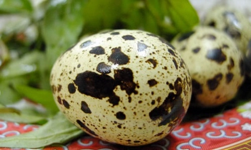 Mỗi ngày nên ăn 5-6 trứng cútđể sống lâu hơn 