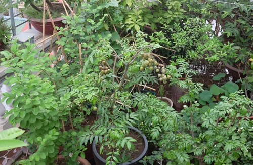 rừng rau quả trên sân thượng của gia đình hà nội