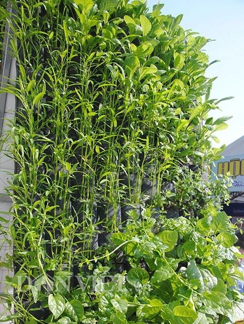 Mê mẩn vườn treo rau sạch thông minh dành cho nhà chật