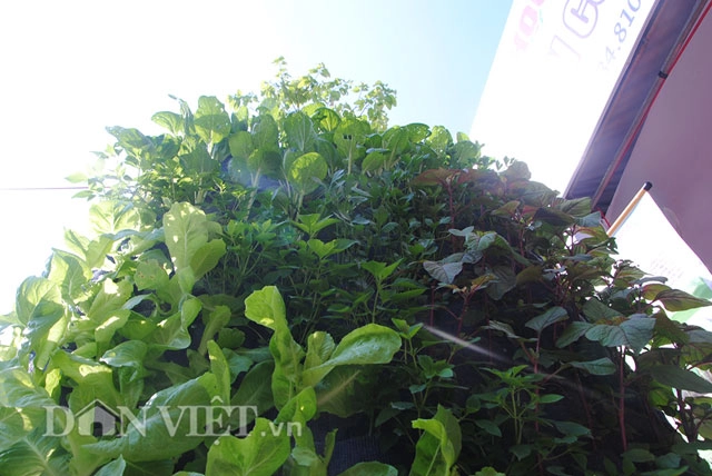 Mê mẩn vườn treo rau sạch thông minh dành cho nhà chật