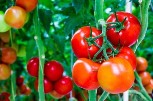 8 loại rau củ quả tuyệt đối không để trong tủ lạnh