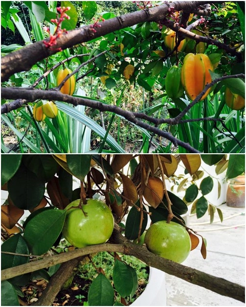 Người đẹp tây đô về với thú vui vườn tược