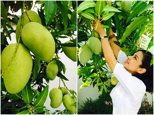 Người đẹp tây đô về với thú vui vườn tược