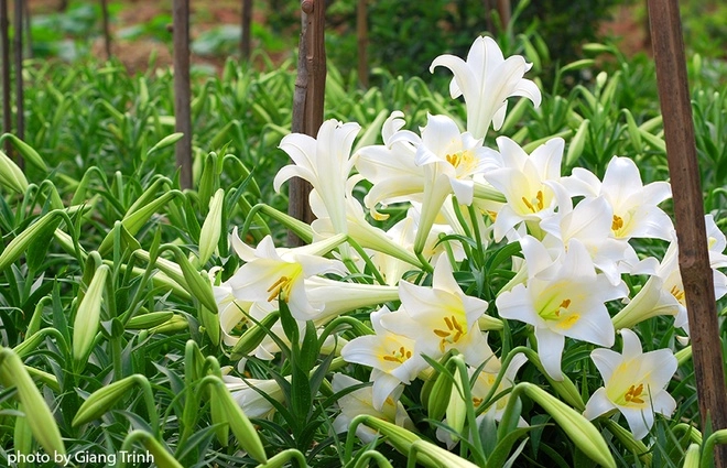 Vườn hoa loa kèn nở bung trắng muốt ở nhật tân và tây tựu