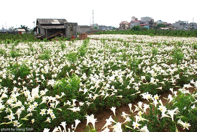 Vườn hoa loa kèn nở bung trắng muốt ở nhật tân và tây tựu