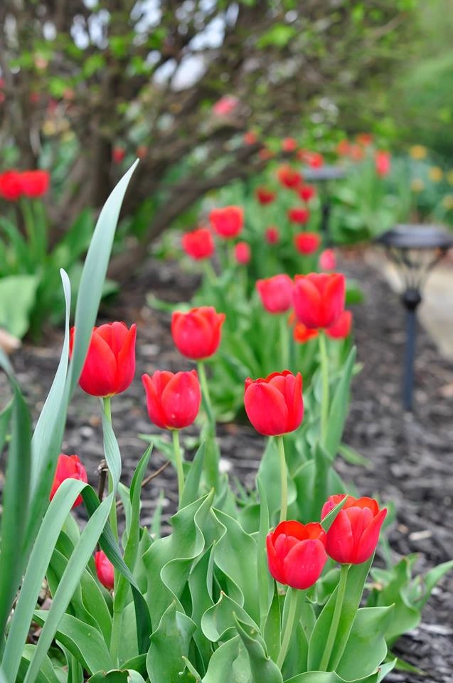 Tài cắm hoa tulip của mẹ bầu việt