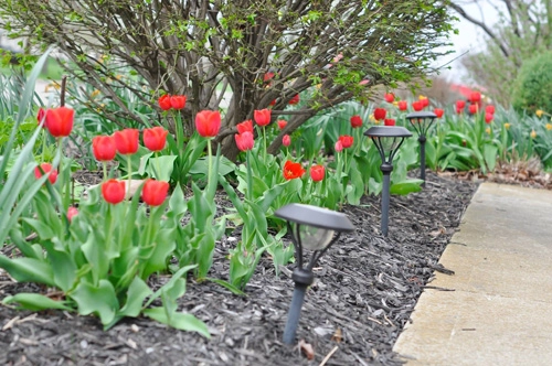 Tài cắm hoa tulip của mẹ bầu việt