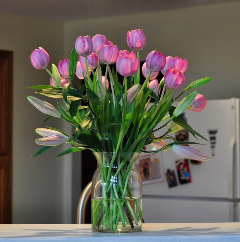 Tài cắm hoa tulip của mẹ bầu việt