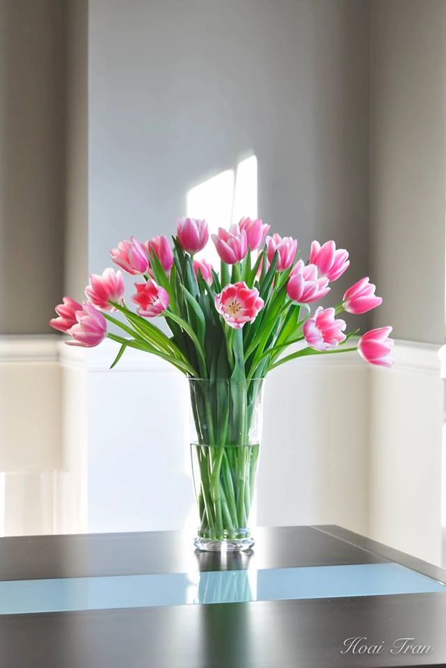 Tài cắm hoa tulip của mẹ bầu việt
