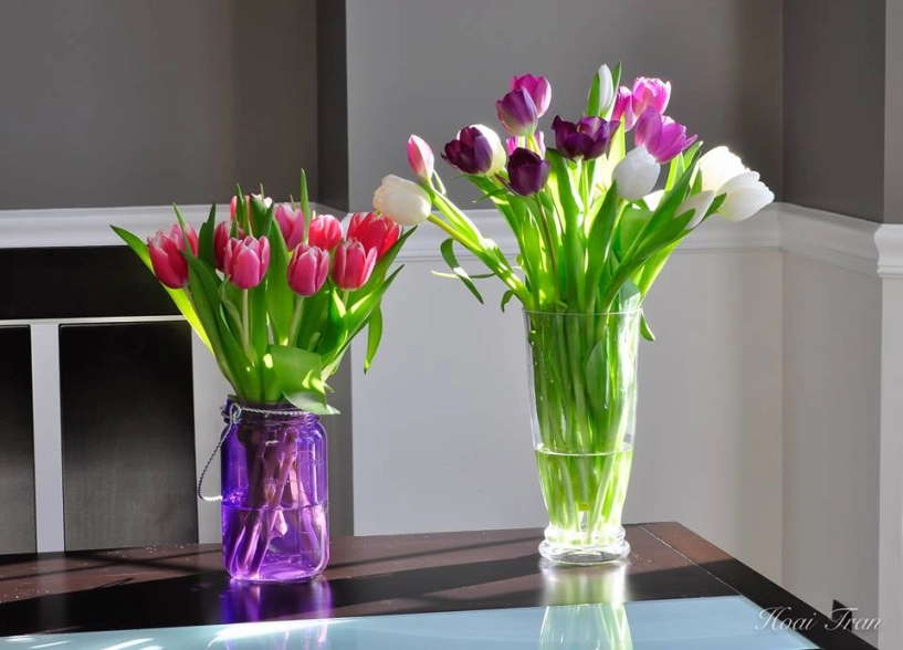 Tài cắm hoa tulip của mẹ bầu việt