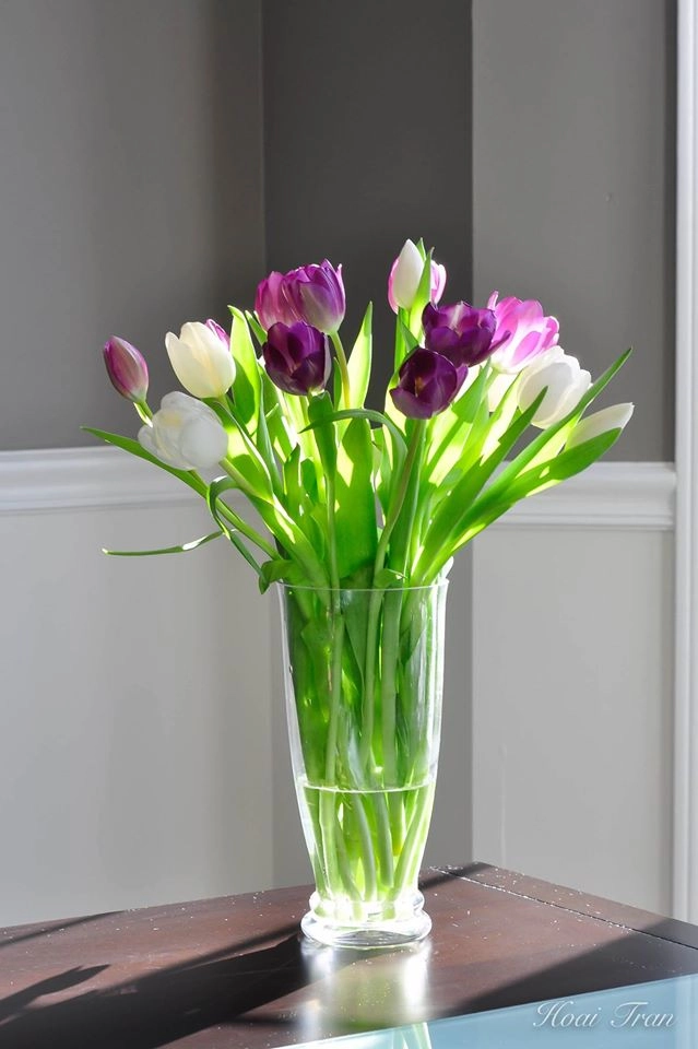 Tài cắm hoa tulip của mẹ bầu việt
