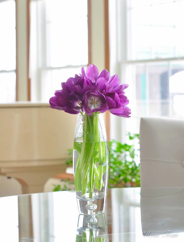 Tài cắm hoa tulip của mẹ bầu việt