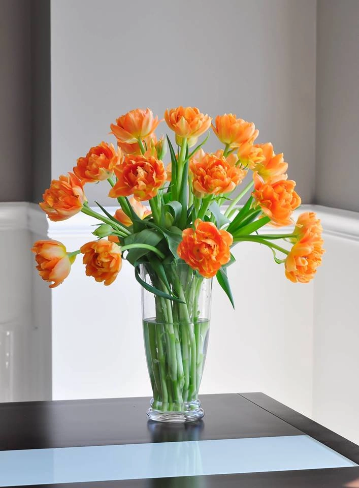 Tài cắm hoa tulip của mẹ bầu việt