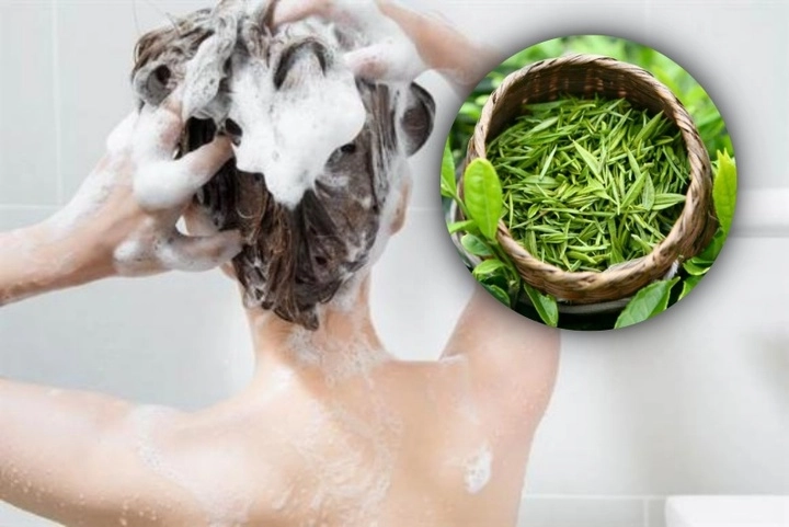 Gội đầu bằng lá trà xanh 